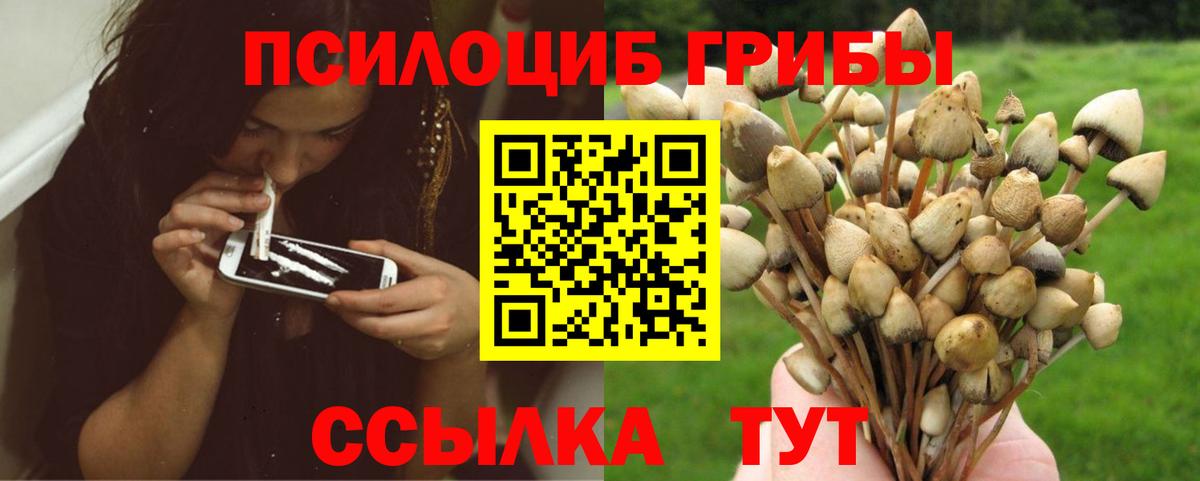 Псилоцибиновые грибы Cubensis  Вход с VPN  Кизляр 
